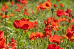 20210613_112736_DSC01249