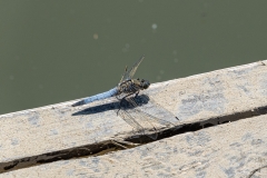 20210613_123105_DSC01295