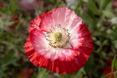 20210626_162209_DSC01431